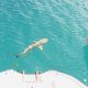 34- Les requins a pointe noire, omnipresents 